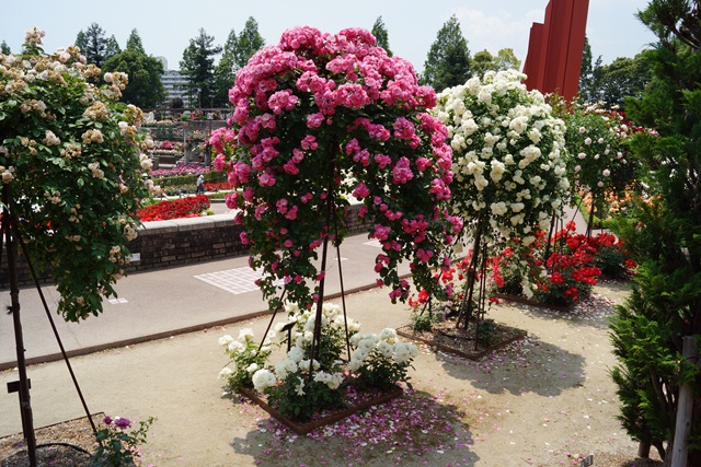 d0181492_21595988.jpg