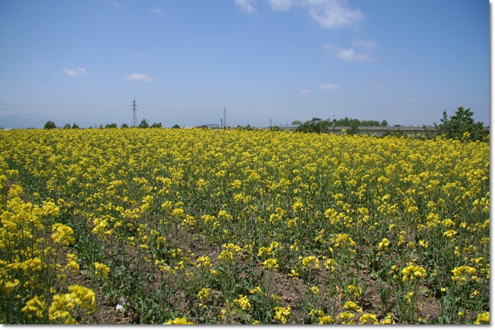 f0146493_0453778.jpg
