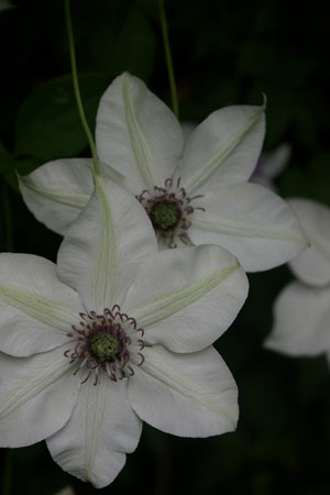 Clematis 　!_a0157595_17445536.jpg