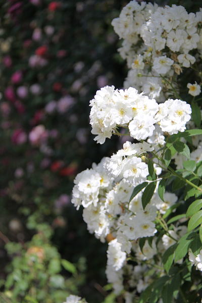 c0090198_4461141.jpg