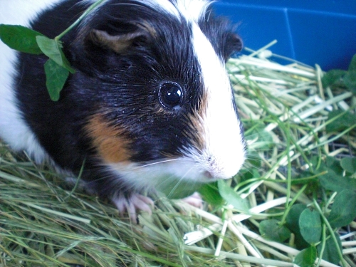 百福 動物病院へ行く ノ゚o゚ ノ A Grassy Place 百福 動物病院へ行く ノ゚o゚ ノ A Grassy Place