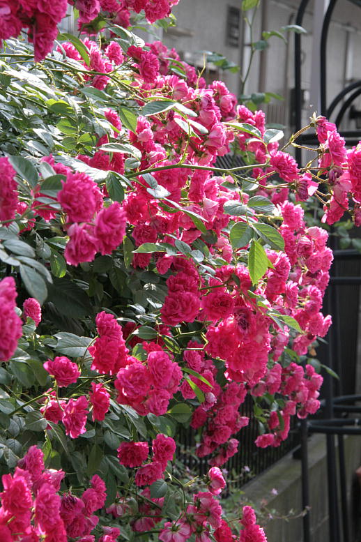 d0166303_01377.jpg