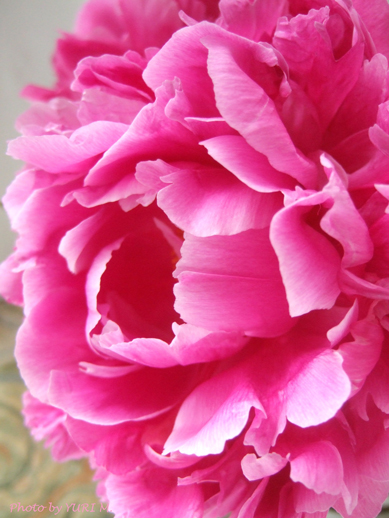 flower supplement flowering for the comfort living