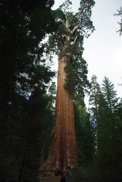 5/27 Sequoia and Kings Canyon National Park －②_f0038904_8185731.jpg