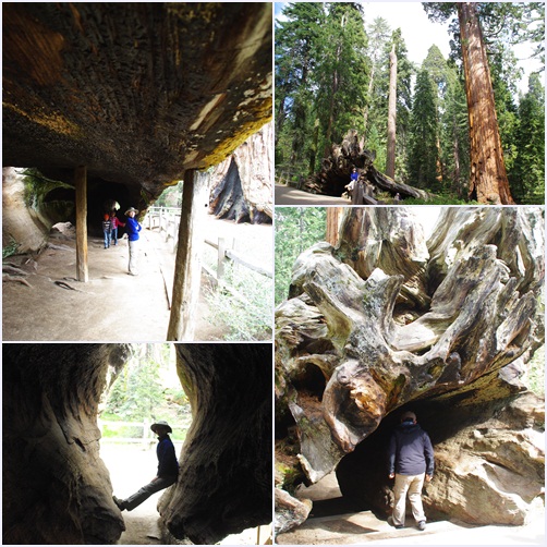 5/27 Sequoia and Kings Canyon National Park －②_f0038904_8231997.jpg