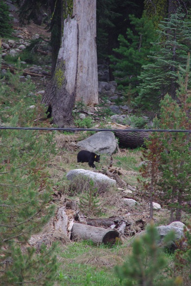 5/27 Sequoia and Kings Canyon National Park －②_f0038904_8362154.jpg