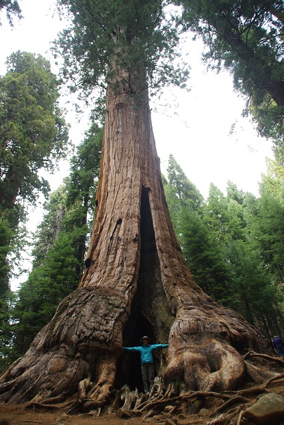 5/27 Sequoia and Kings Canyon National Park －②_f0038904_83967.jpg