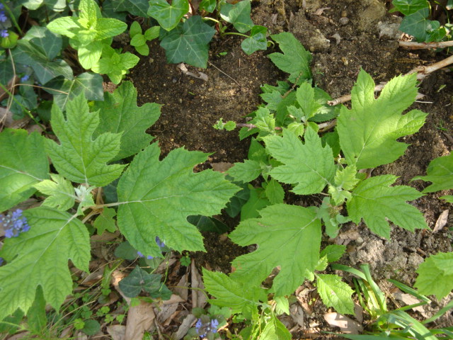 e0175905_1817413.jpg