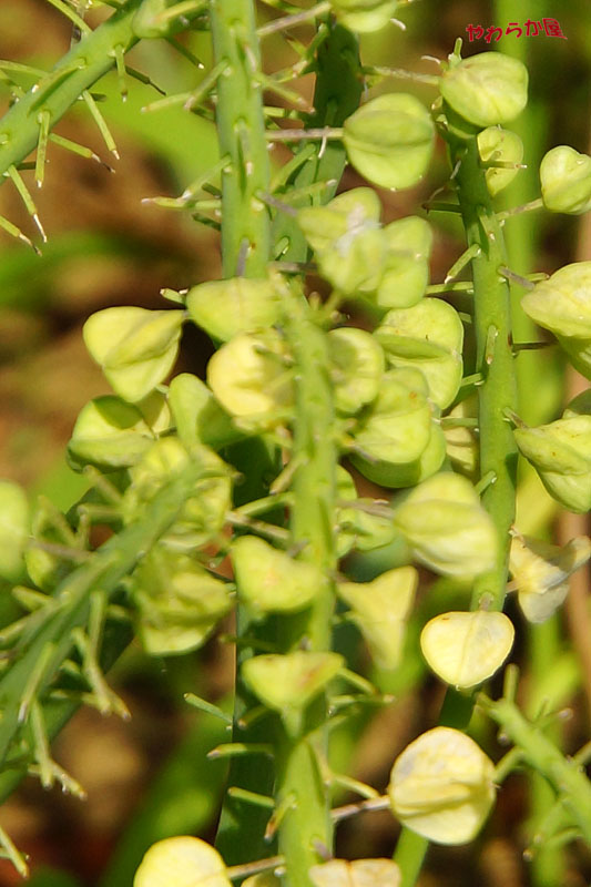 ＭＵＳＣＡＲＩ’ｓ　ＳＥＥＤＳ_b0134907_17295458.jpg