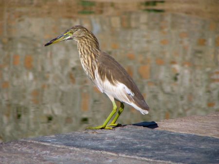 インド『ウダイプル』町の『壁画』『 宿』『鳥』『牛の干し物』_b0051109_993369.jpg