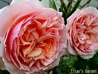 Rosa \'Paul Bocuse\'_b0099813_014223.jpg