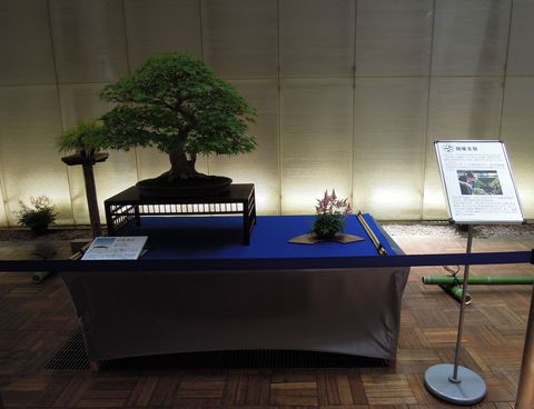 盆栽展示イベント_c0201116_21511353.jpg