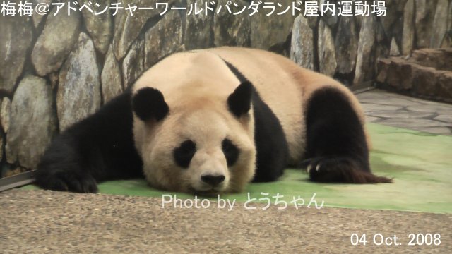 梅梅の肉親たちの近況紹介 親子兄姉妹編 12 04 29 05 03他 とうちゃんの白浜パンダファミリー動画集