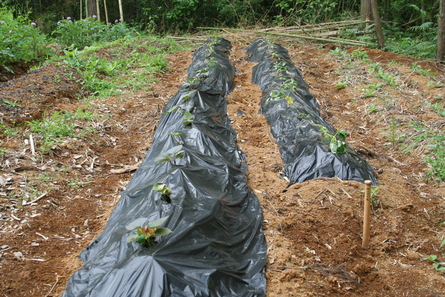 今週の家庭菜園（２０１２年６月３日）_a0216817_0223384.jpg