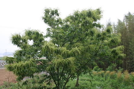 今週の家庭菜園（２０１２年６月３日）_a0216817_025421.jpg