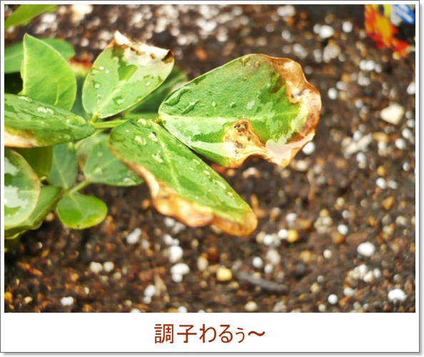 落花生は袋栽培には不向きだったんでしょうか 福福菜園