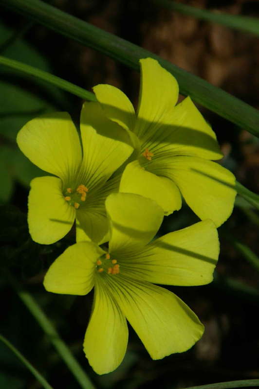 傍食と芋傍食の花_d0018223_7124483.jpg