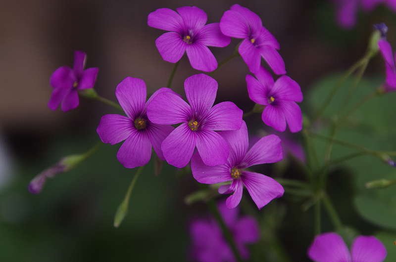 傍食と芋傍食の花_d0018223_7131343.jpg