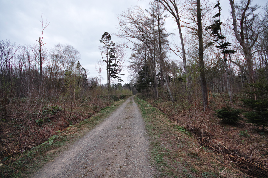 森の癒し　野幌森林公園_c0223825_1342821.jpg