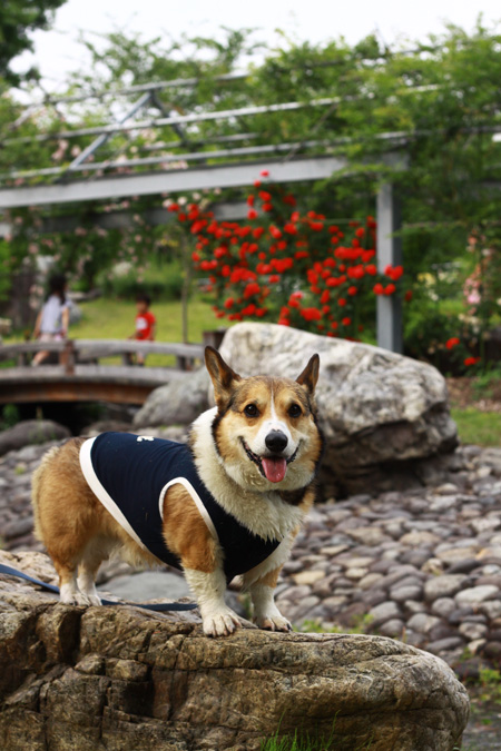 平成の森公園へ_e0071225_0343923.jpg
