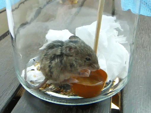 a0056140_2255240.gif