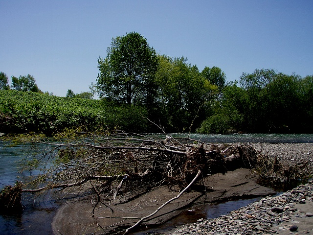 d0075843_2014197.jpg