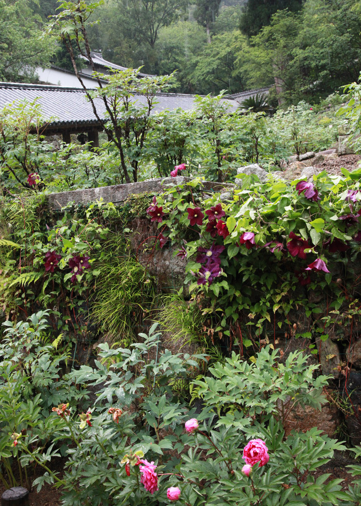 桜井市　長谷寺　芍薬　テッセン_c0108146_2233781.jpg