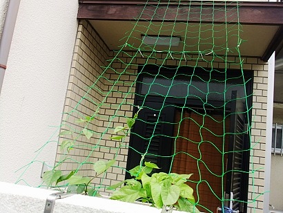 玄関にグリーンカーテンを おちゃのこさいさい