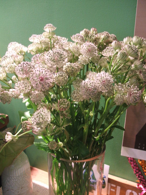 ミニパイナップル 他 お買いもの Flowers 請西東のお花屋さん