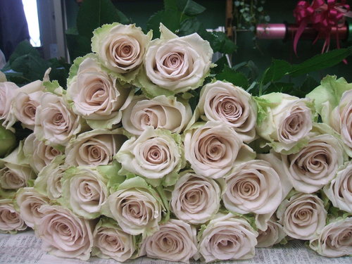 ミニパイナップル 他 お買いもの Flowers 請西東のお花屋さん