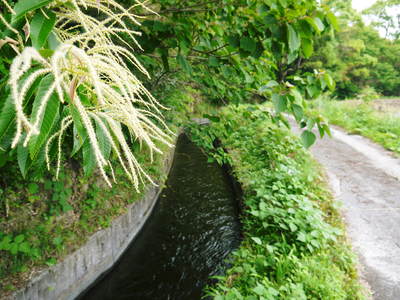 菊池水源棚田米_a0254656_11282536.jpg