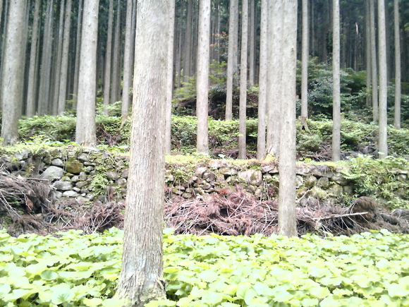 e0067358_16323930.jpg