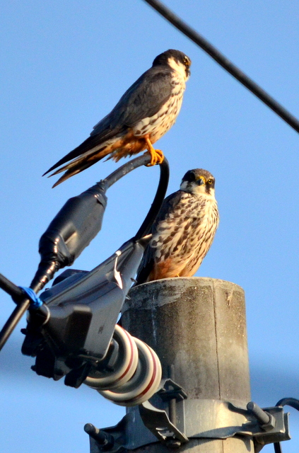 ノビタキ♀とチゴハヤブサの番い。_b0165760_2142859.jpg