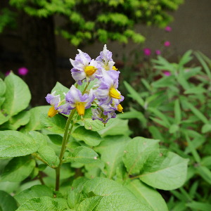 c0055363_11244672.jpg