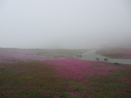 幻想的なお花畑~茶臼山と宝物_a0243064_112121.jpg
