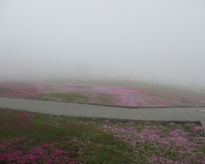 幻想的なお花畑~茶臼山と宝物_a0243064_112487.jpg