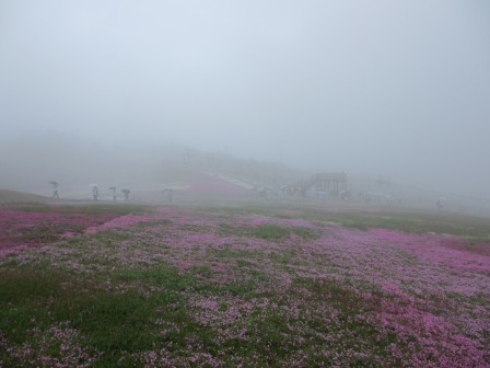 幻想的なお花畑~茶臼山と宝物_a0243064_1155782.jpg