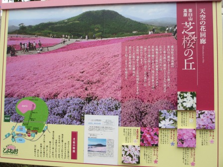 幻想的なお花畑~茶臼山と宝物_a0243064_1174511.jpg
