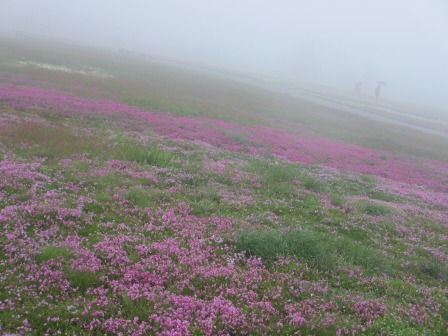 幻想的なお花畑~茶臼山と宝物_a0243064_153448.jpg