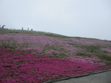 幻想的なお花畑~茶臼山と宝物_a0243064_155735.jpg