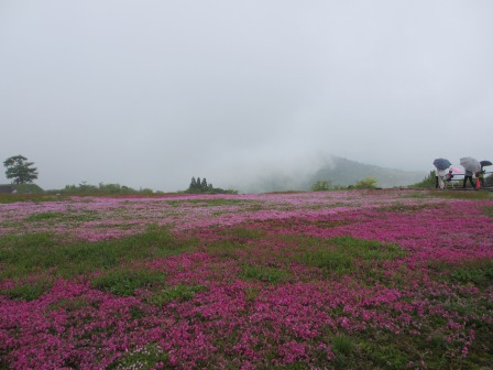 幻想的なお花畑~茶臼山と宝物_a0243064_175453.jpg