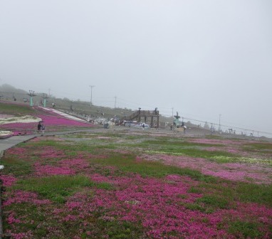 幻想的なお花畑~茶臼山と宝物_a0243064_182535.jpg