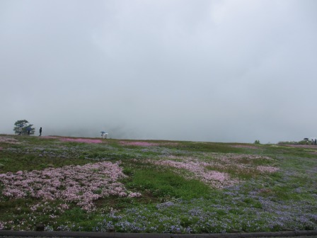 幻想的なお花畑~茶臼山と宝物_a0243064_18952.jpg