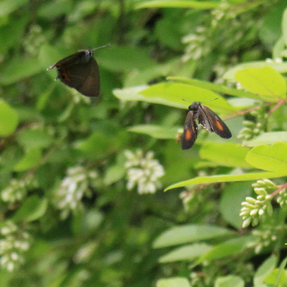 ベニモンカラスシジミ　　♂雄のテリ張り　　2012.6.2長野県_a0146869_4134691.jpg