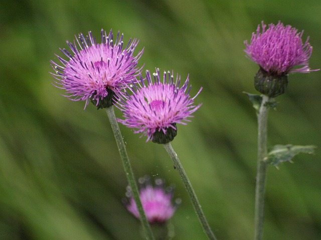 野薊 ノアザミ の花 美しく 自然風の自然風だより