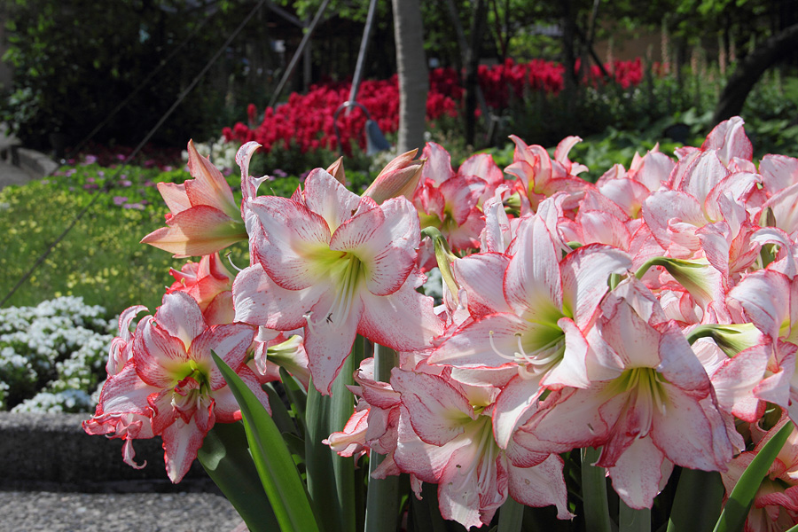 12.05.19：なばなの里で初夏の花散策１_c0007190_19481533.jpg