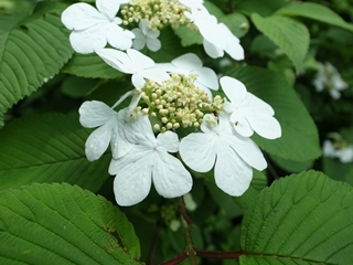 滋賀県　横山岳　三高尾根　新緑のブナの森_e0271890_1012399.jpg