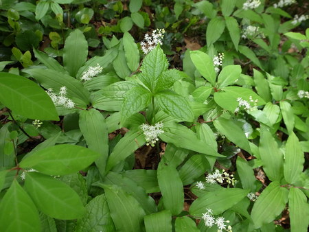 滋賀県　横山岳　三高尾根　新緑のブナの森_e0271890_10375592.jpg