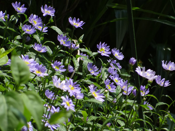 餌台の雀と、その回りの花など_a0136293_18545883.jpg