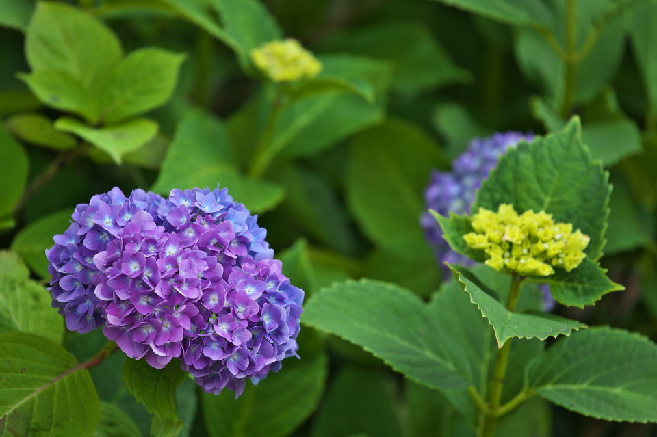 花野辺の里の紫陽花_d0248494_22133397.jpg